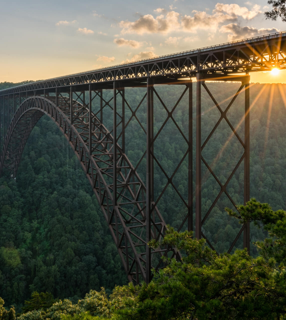 Suspension Bridge over Forest