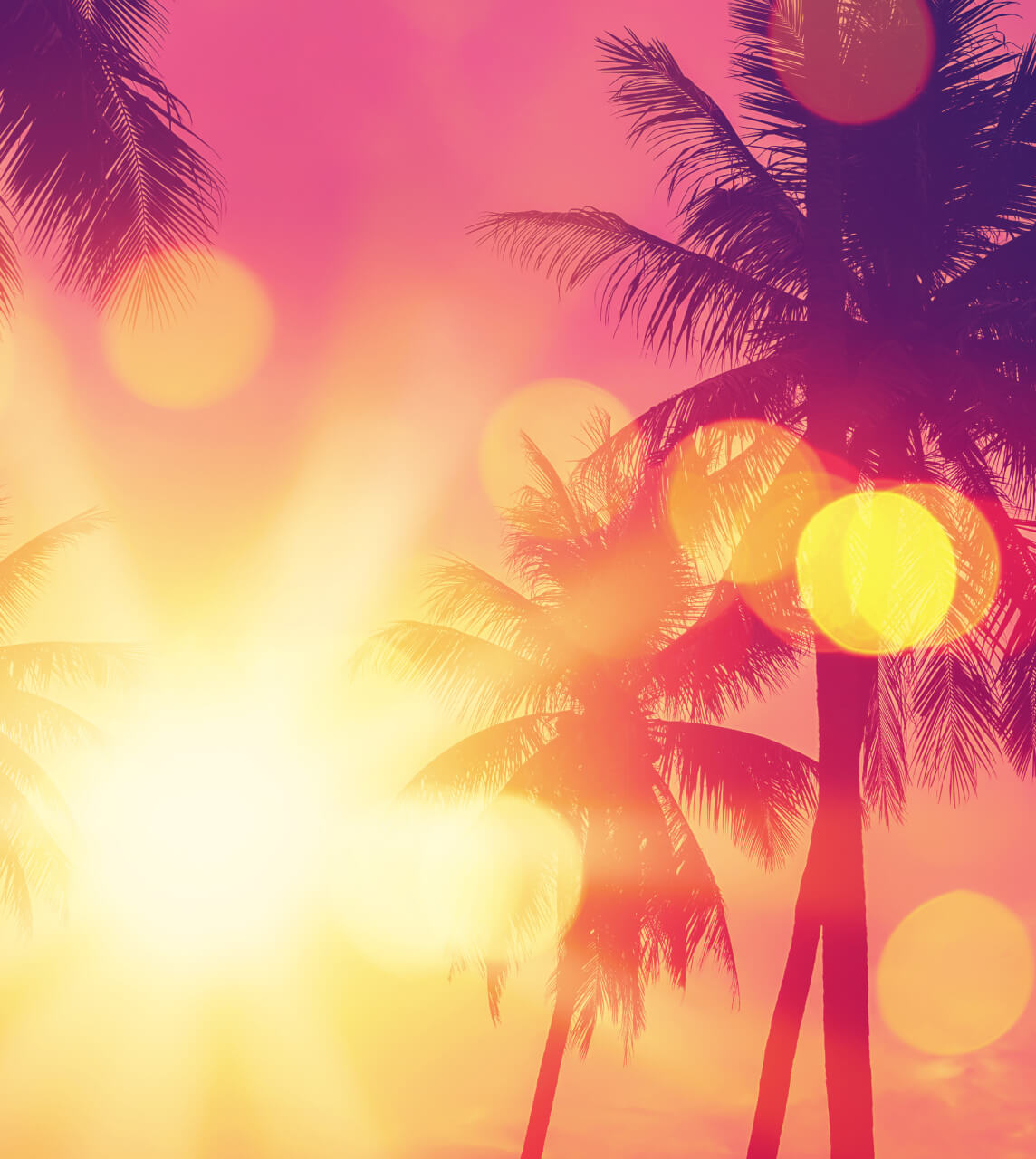 Sun Through Palm Trees