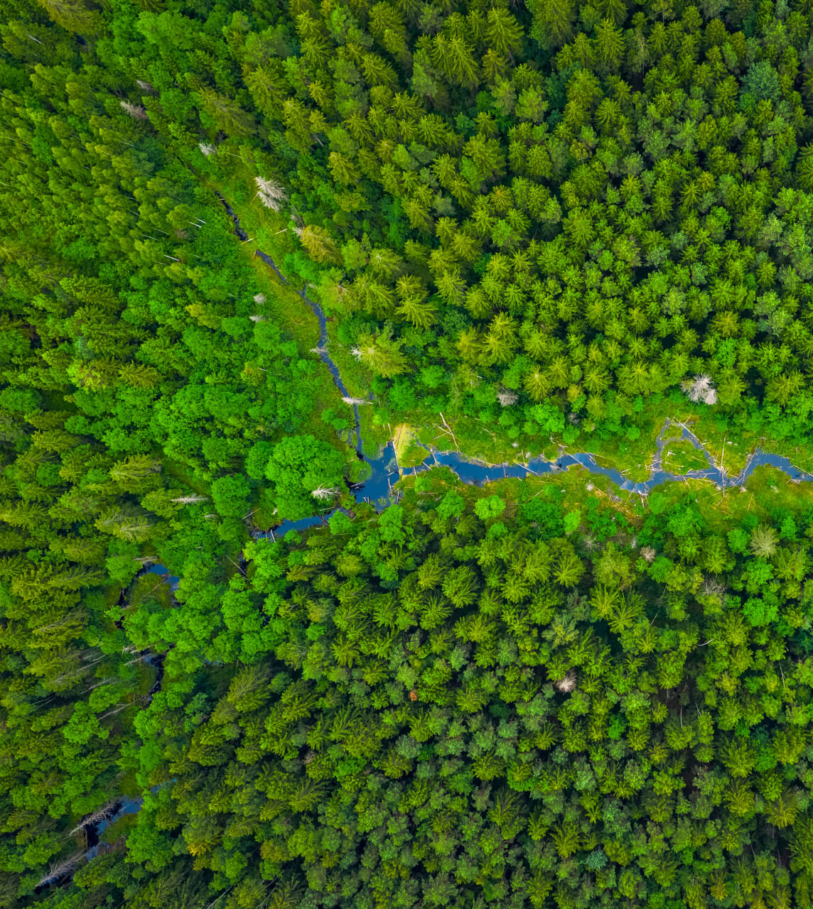 Top look of forest