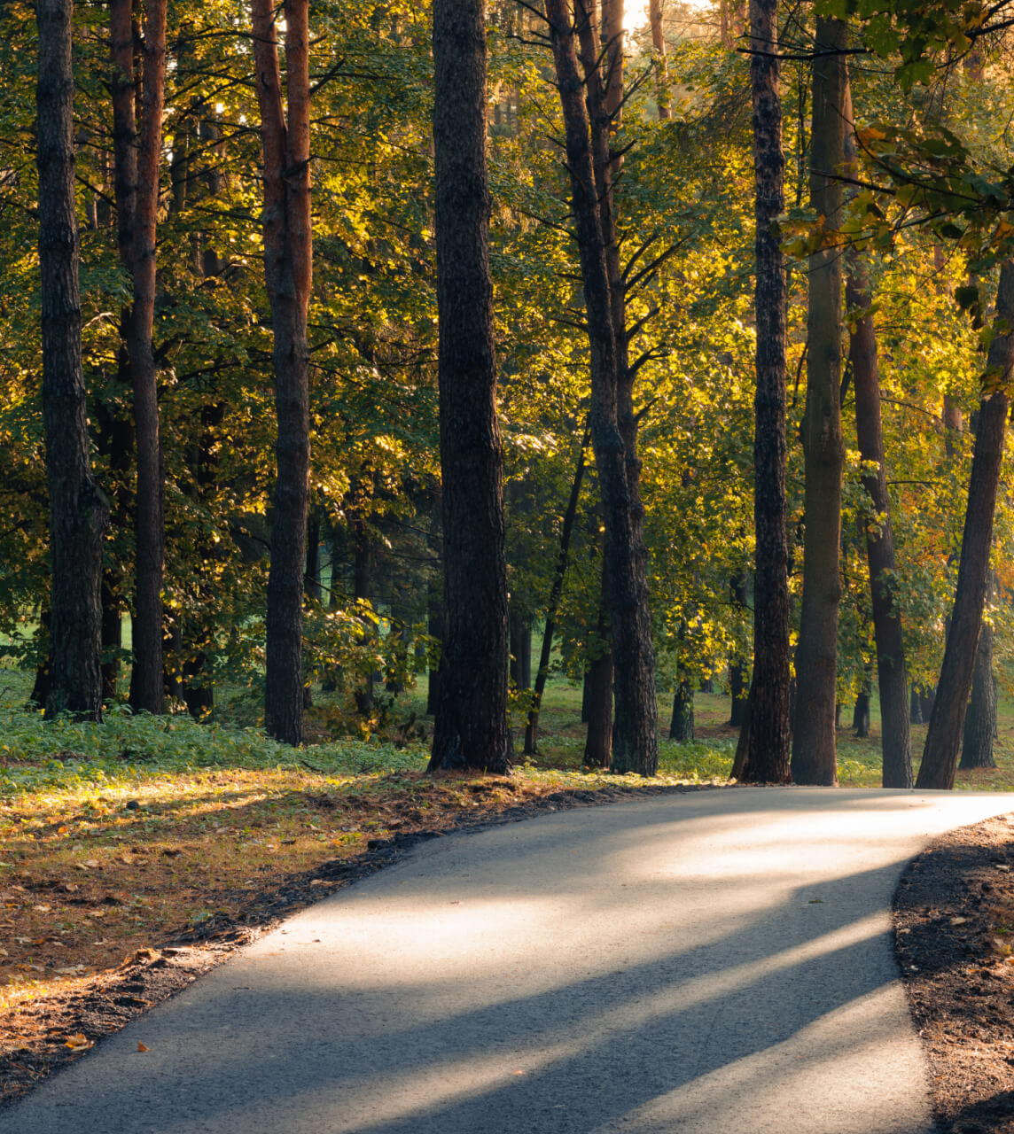 Tree Lane