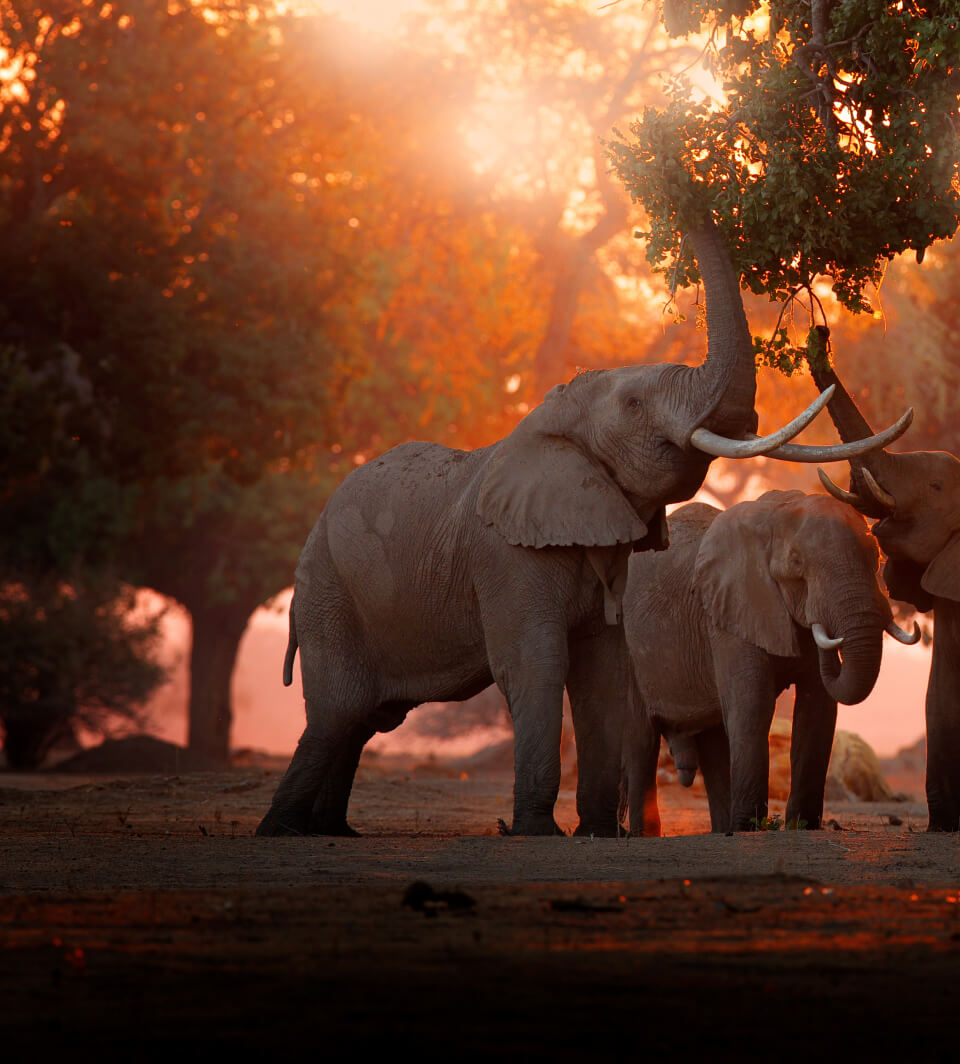Elephant standing
