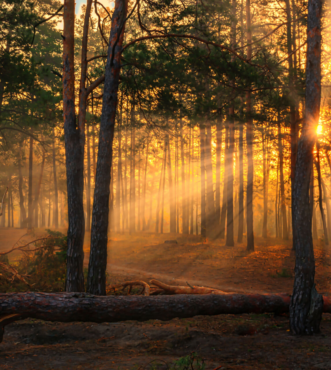 Forest with sun lighting