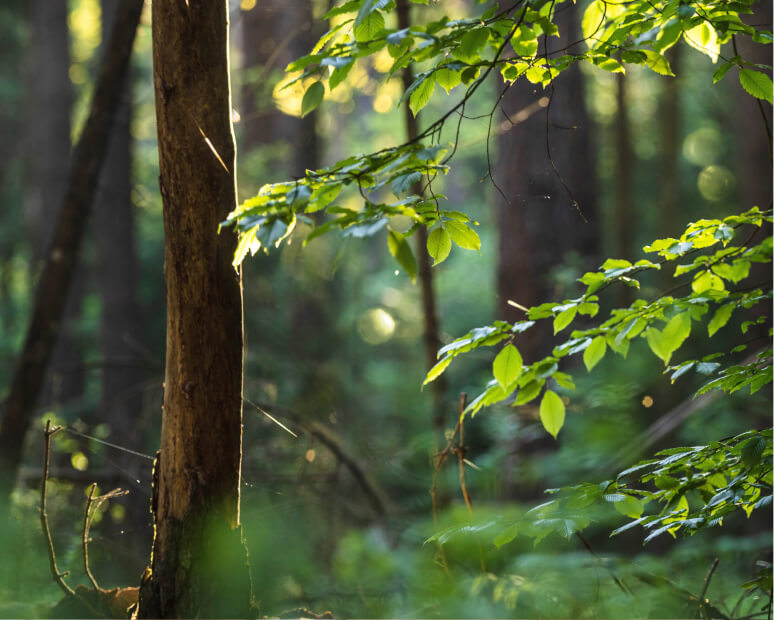 nature tree