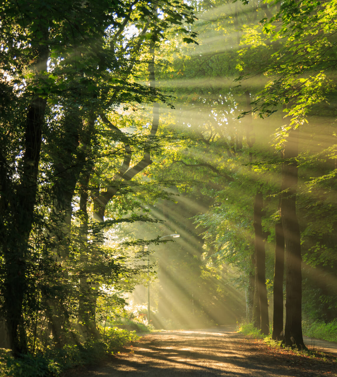 Road leading to forest