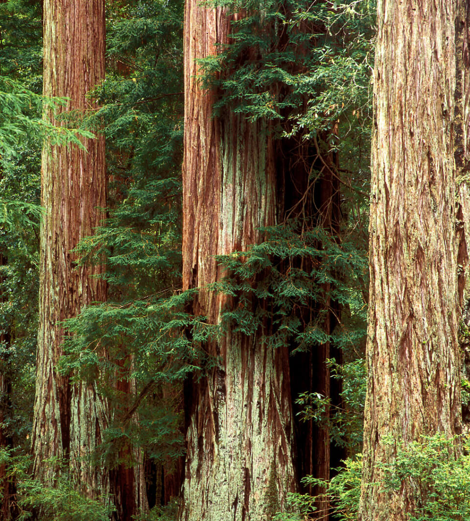 Trees In A Forest