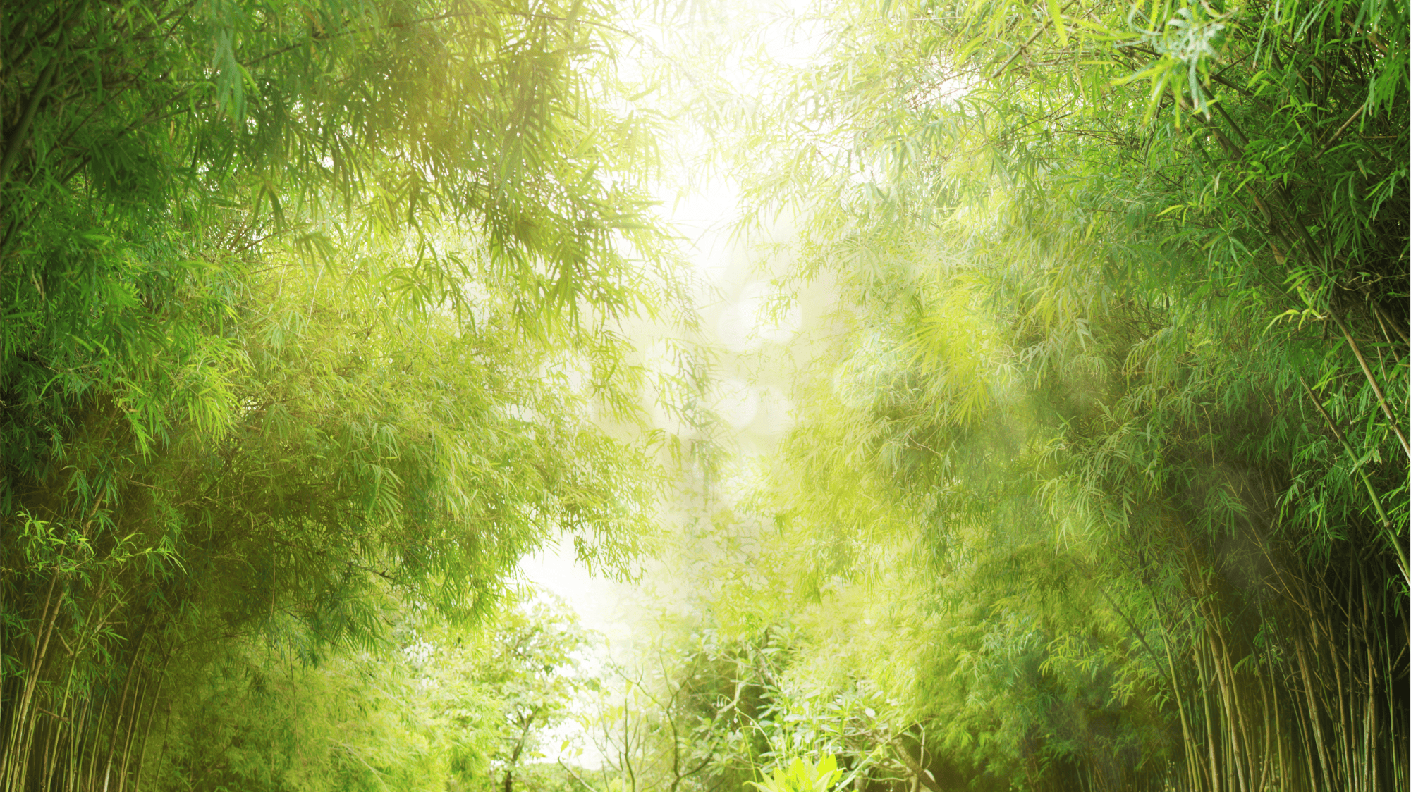Sun Shining Through Trees In The Forest